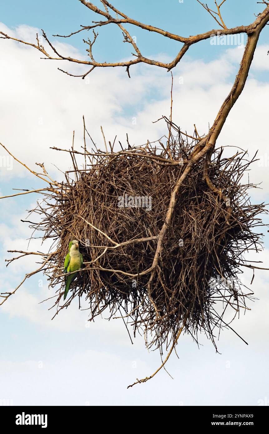 Monk Parakeet, Myiopsitta monachus e nido, l'unico pappagallo a costruire il proprio nido; uccelli e fauna selvatica Pantanal, Pantanal, Brasile Sud America Foto Stock