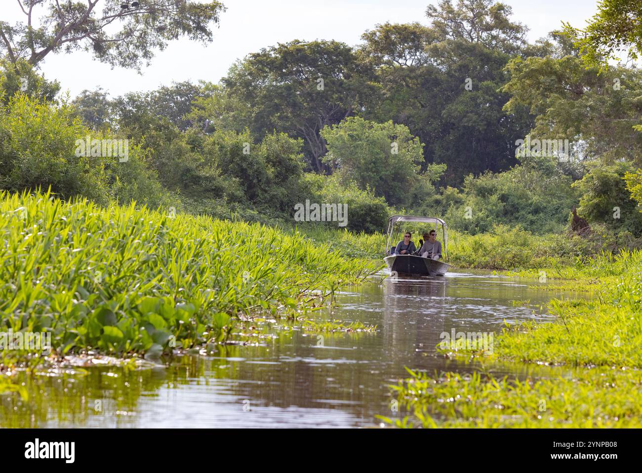Turisti brasiliani - persone in gita in barca nelle paludi di Pantanal in cerca di fauna selvatica; esempio di eco-turismo; viaggi in Brasile in Sud America. Foto Stock