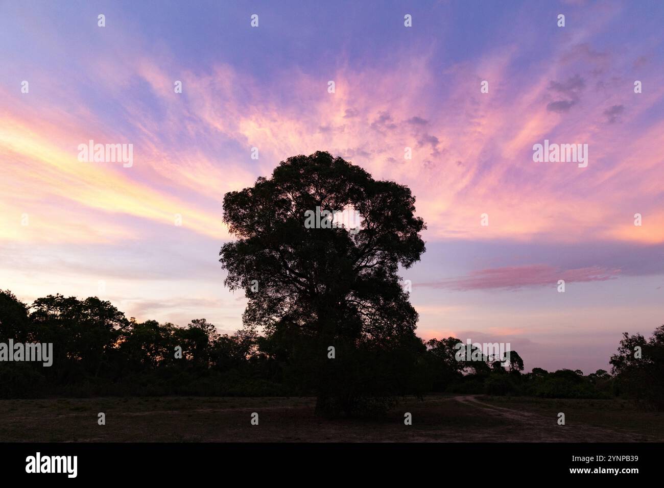 Colorato paesaggio tropicale del Brasile al tramonto. Natura tranquilla, foresta pluviale Pantanal e ttree, Brasile Sud America Foto Stock
