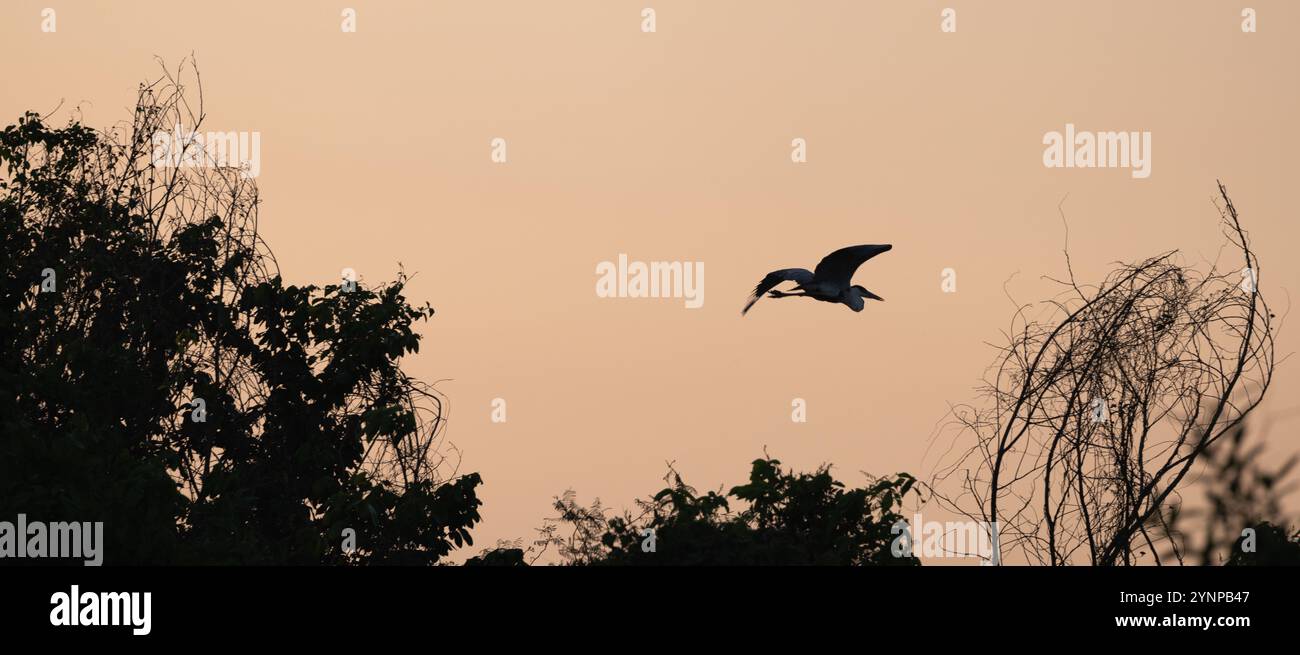 Colorato paesaggio tropicale al tramonto con fauna selvatica. Natura tranquilla, il Pantanal, il panorama della foresta pluviale del Sud America del Brasile. Foto Stock