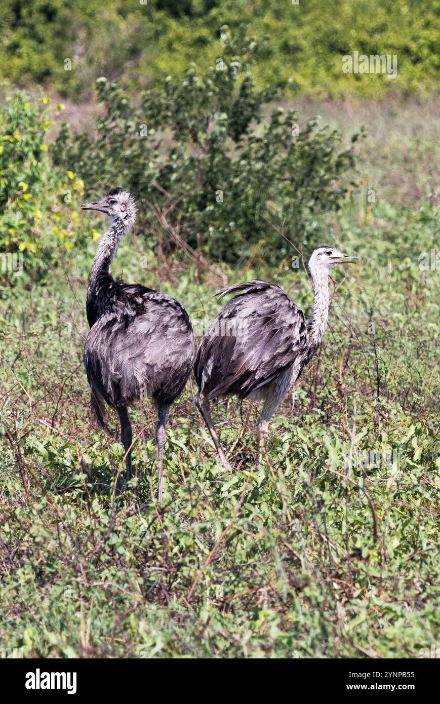 Rhea, Rhea americana, Greater Rhea o American Rhea, un paio di grandi uccelli selvatici senza volo nel Pantanal, Brasile, Sud America Foto Stock