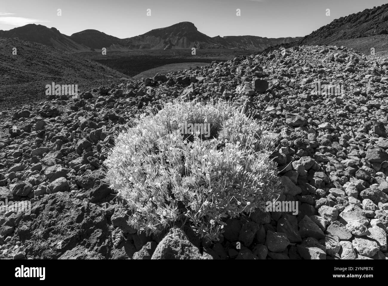 Gorse in fiore, Cytisus supranubius, SYN.: Spartocytisus supranubius, Parco Nazionale El Teide, Patrimonio dell'Umanità, Tenerife, Isole Canarie, Spagna, E Foto Stock