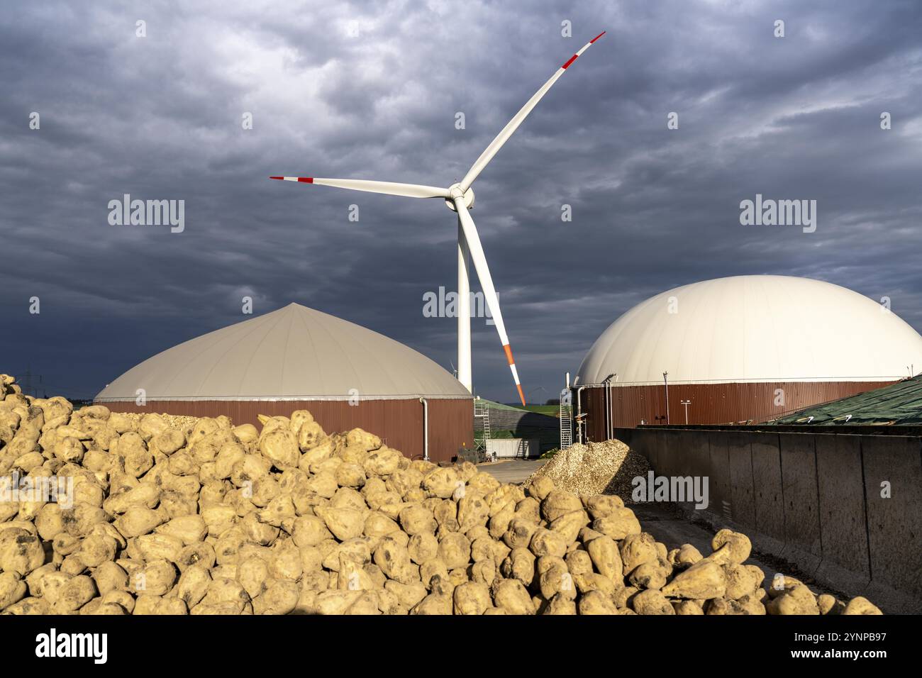 L'impianto di biogas produce gas da varie biomasse, qui lo stoccaggio della barbabietola da zucchero, l'elettricità viene prodotta in centrali elettriche e di calore combinate con il biogas Foto Stock