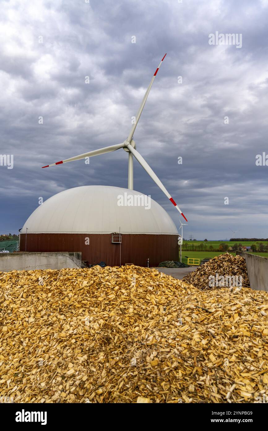L'impianto di biogas produce gas da varie biomasse, qui lo stoccaggio della barbabietola da zucchero, l'elettricità viene prodotta in centrali elettriche e di calore combinate con il biogas Foto Stock