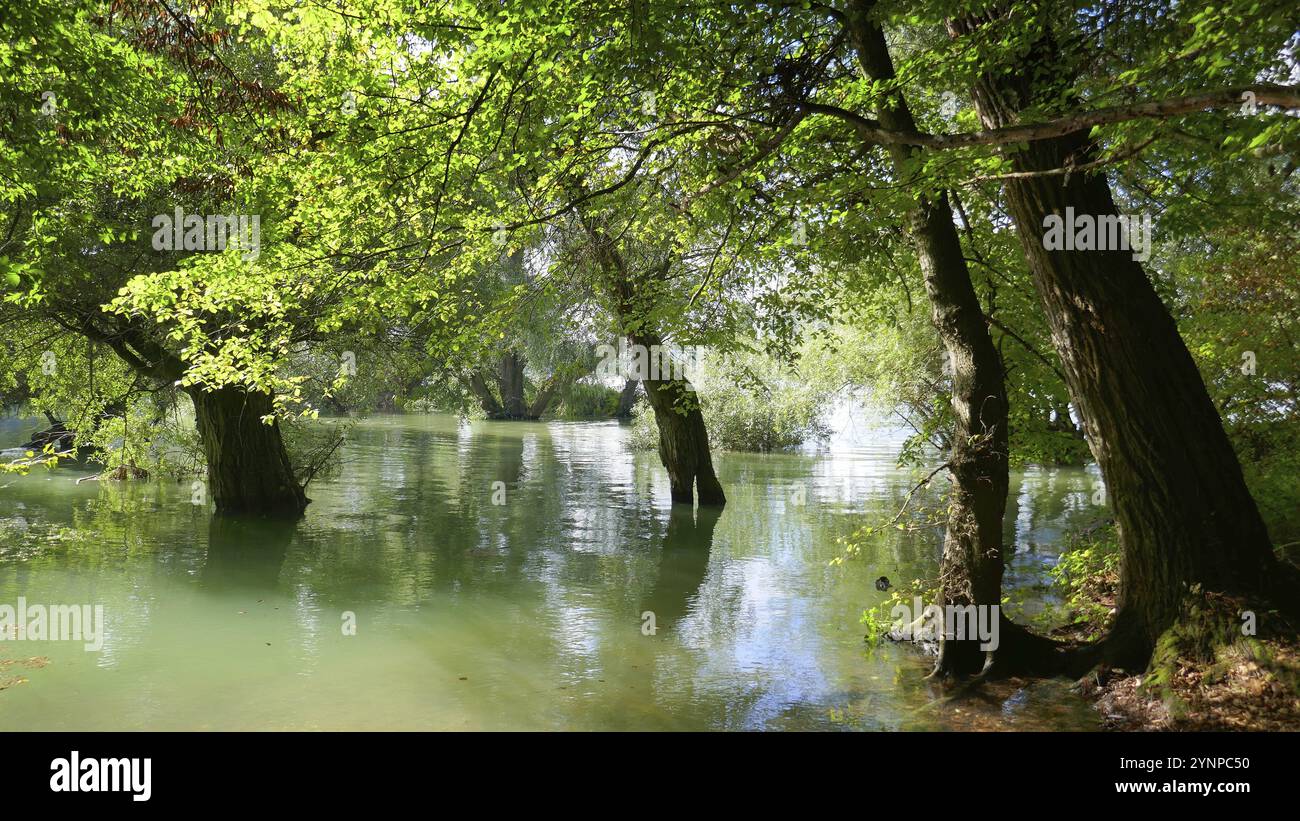 Atmosfera autunnale con riflessi nella foresta ripariale Foto Stock