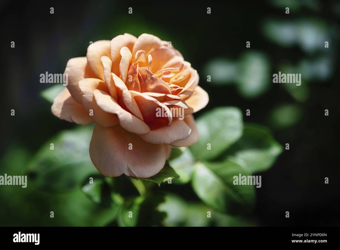 Una macro di rosa con sfondo scuro Foto Stock