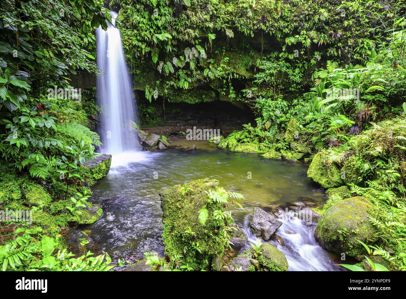 Uno dei luoghi più popolari dell'isola caraibica di Dominica, la piscina di Smeraldo è una destinazione per molti turisti Foto Stock