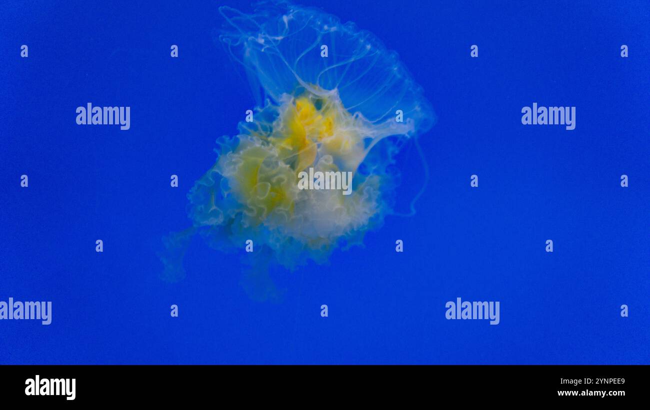 Egg Yolk Jellyfish che galleggia da solo Foto Stock