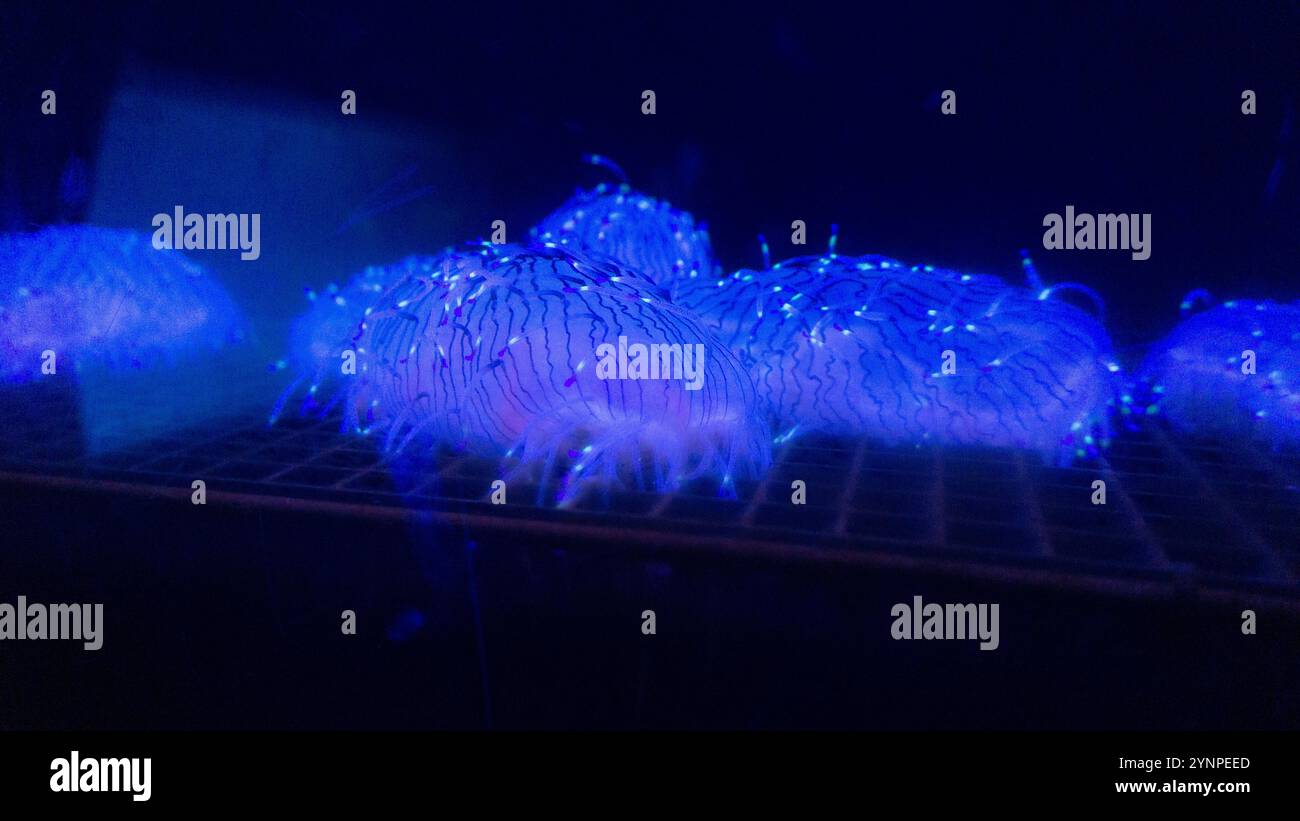 Flower Hat Jellyfish che strisciano su una griglia Foto Stock