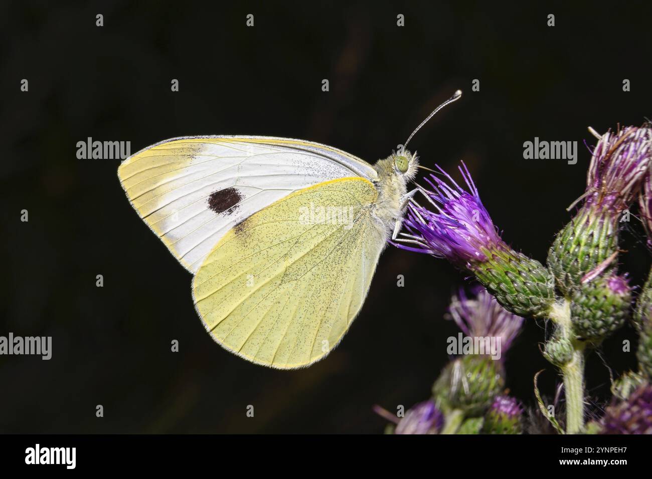 Uno sguardo da vicino a una farfalla bianca in habitat naturale su piante colorate Foto Stock