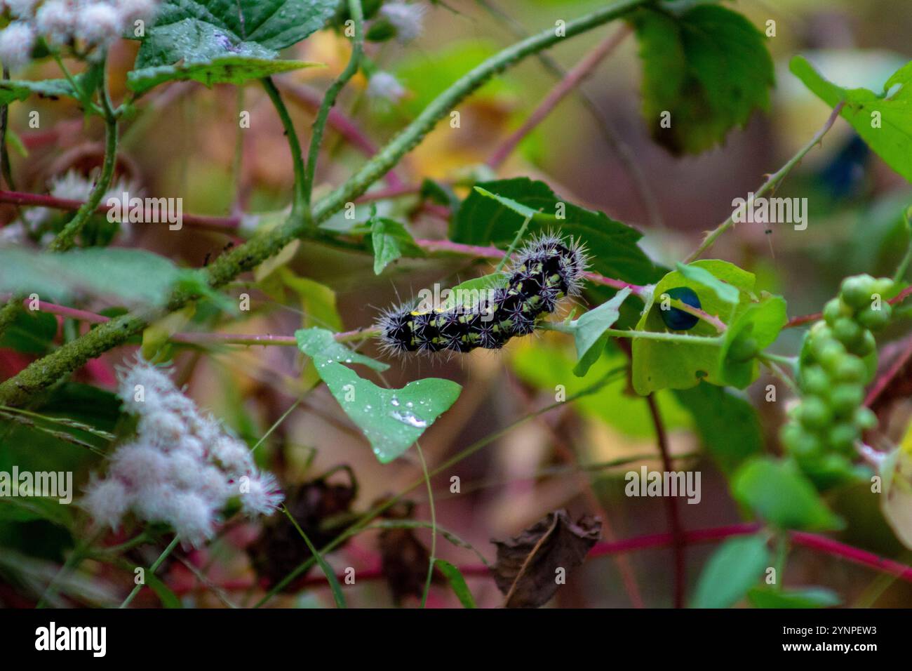 Primo piano di un bruco nero sfocato che scorre tra le foglie Foto Stock