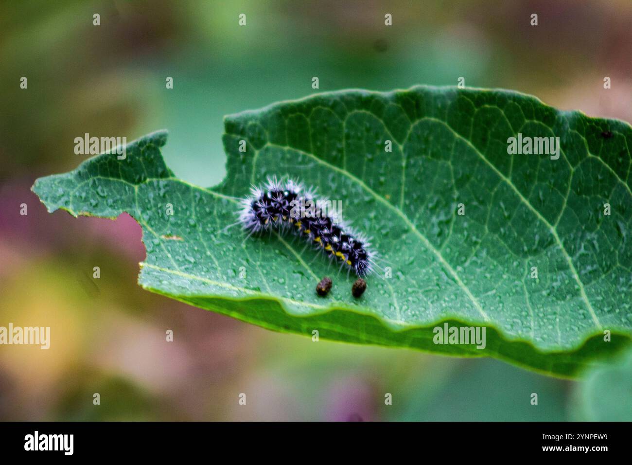 Primo piano di un bruco nero sfocato che scorre tra le foglie Foto Stock