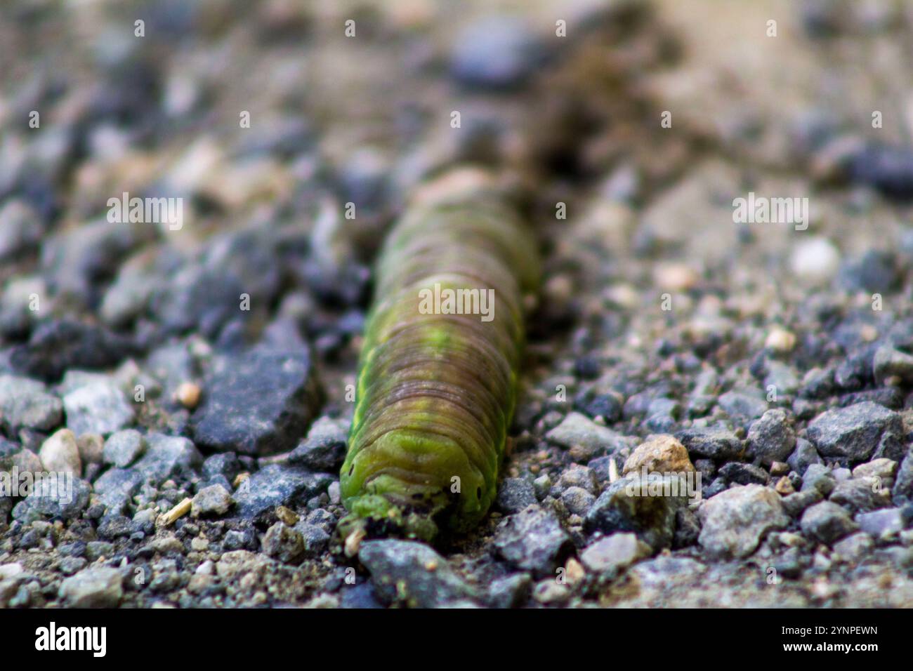 Primo piano di un bruco verde che scorre attraverso la ghiaia Foto Stock