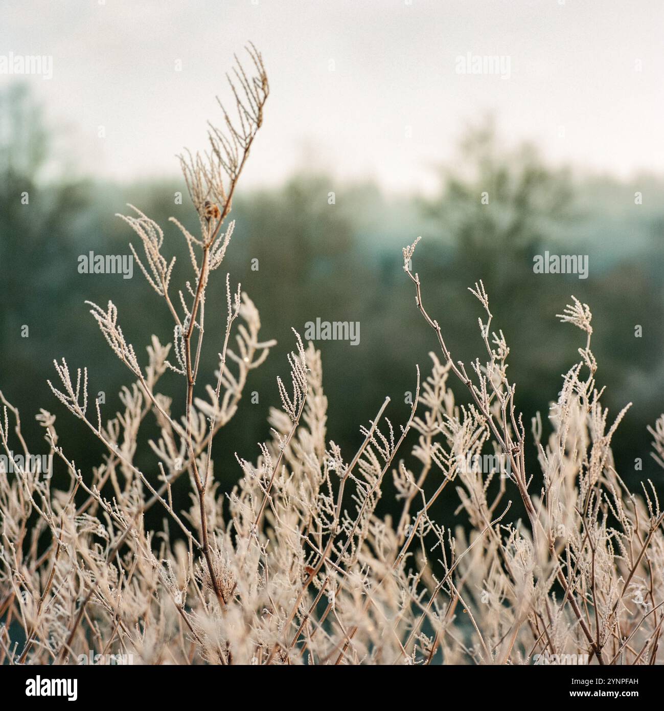 Una foto quadrata dei rami invernali bianchi ghiacciati in primo piano con la debole sbiadita di alberi sempreverdi e la nebbia sullo sfondo. Foto Stock