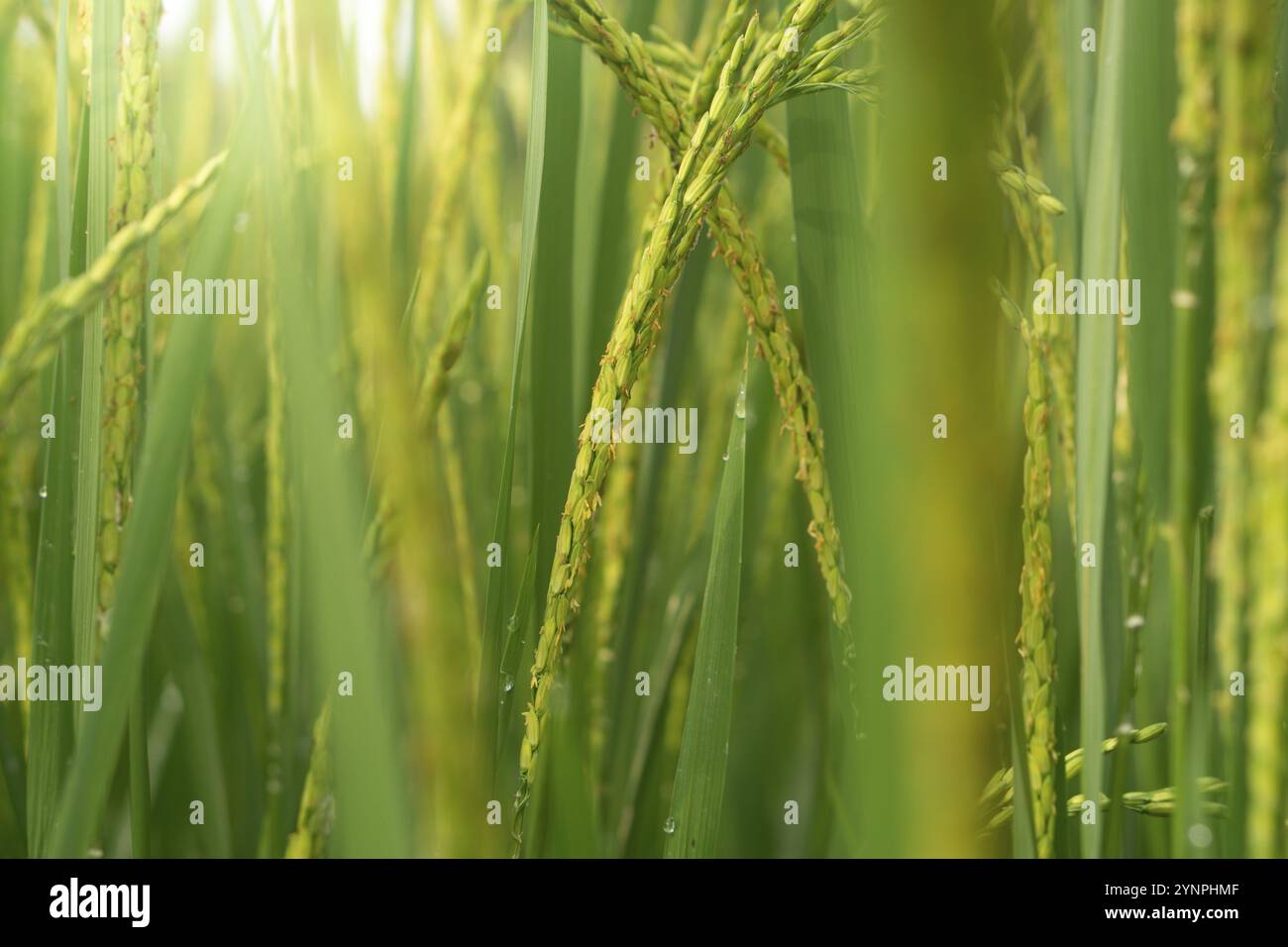 Primo piano di gambi di riso verde vivace con grani delicati e fiori. Foto Stock