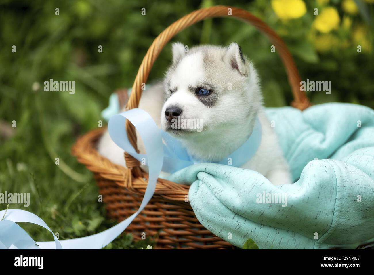 Carino siberian husky cucciolo con gli occhi blu nel cestello Foto Stock
