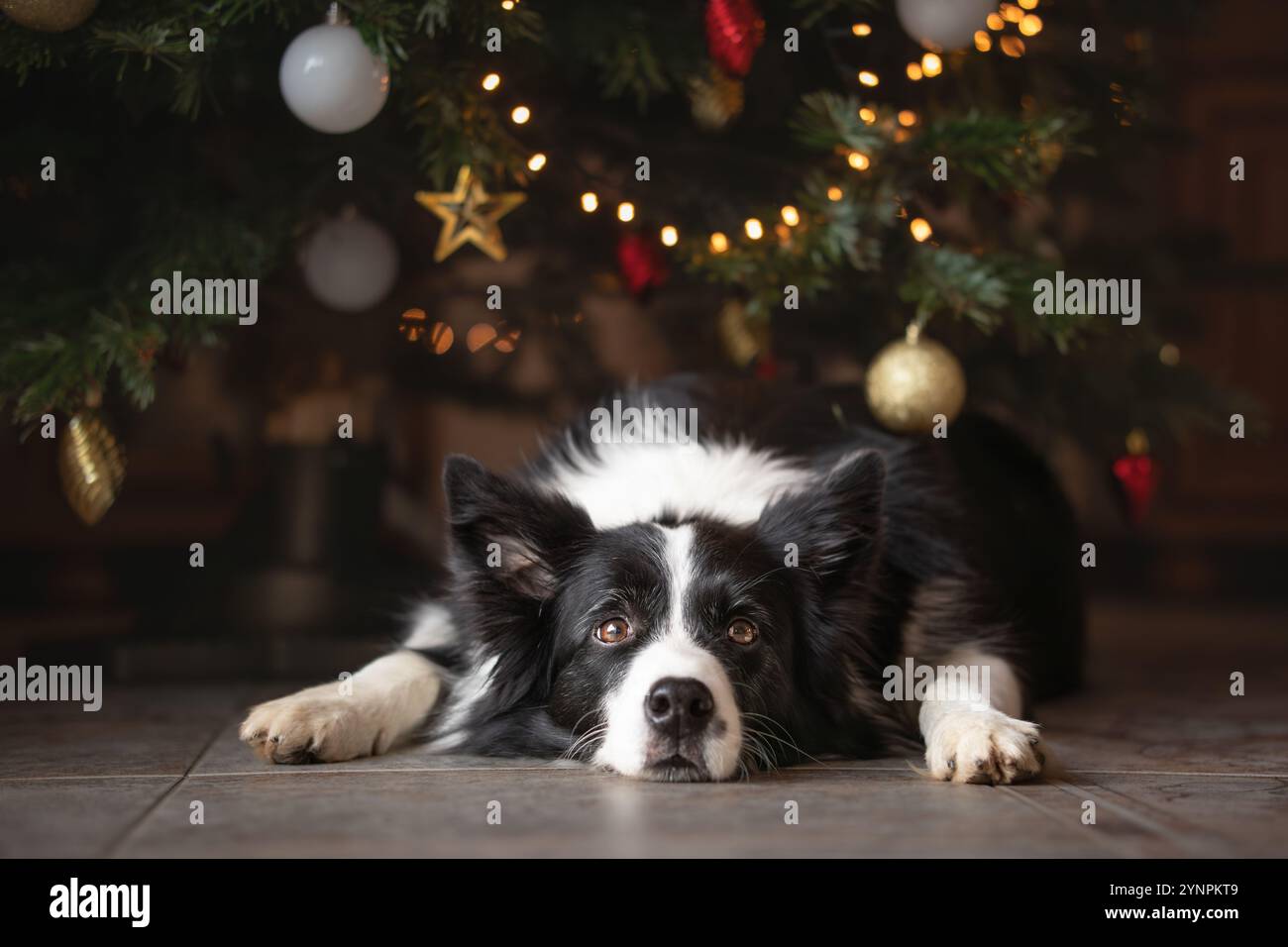 L'adorabile Border Collie si trova sul pavimento con sfondo albero di Natale. Cane bianco e nero con un look carino e decorazioni natalizie. Animale domestico Festive Furry. Foto Stock