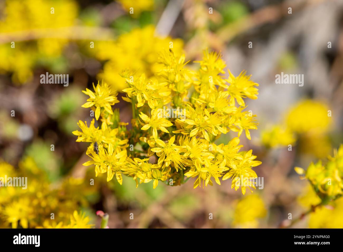 Primo piano di fiori di stonecrop (sedum acro) in fiore Foto Stock