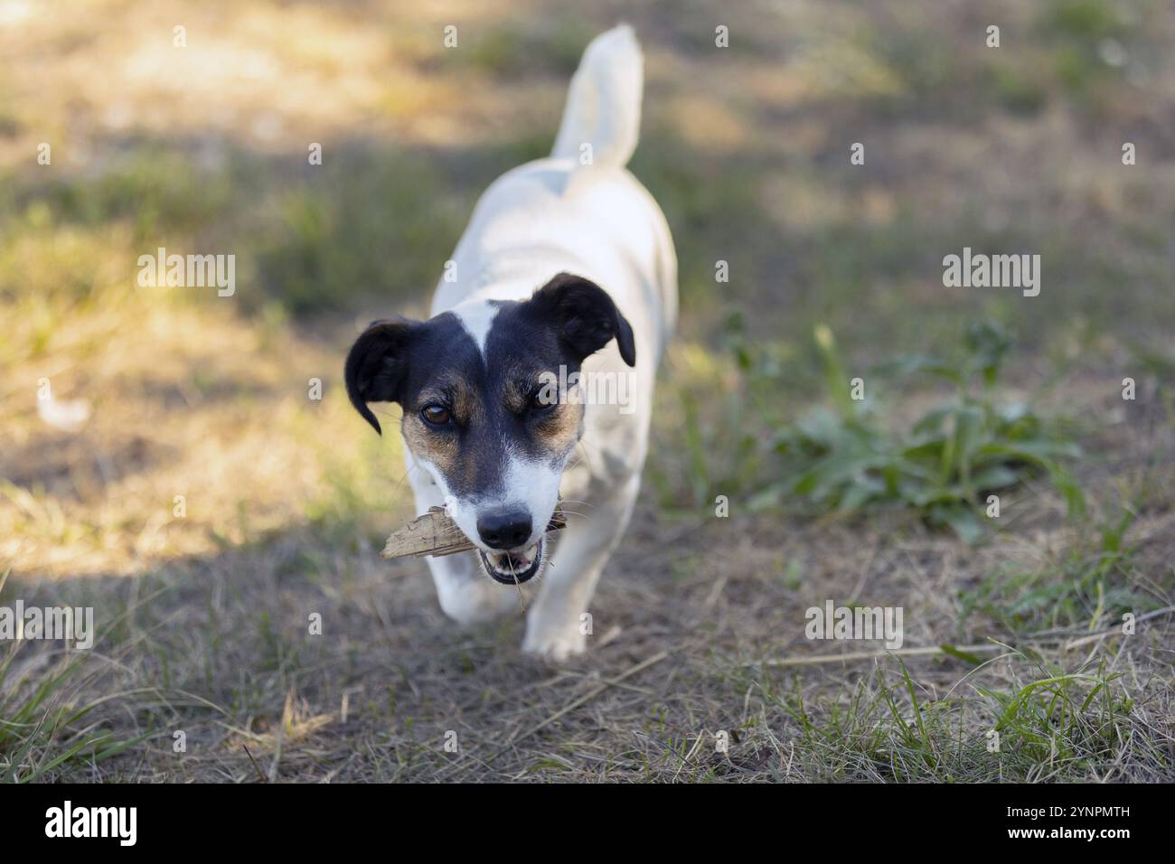 Primo piano ritratto di un cane felice Jack russell terrier che gioca all'aperto, correndo Foto Stock