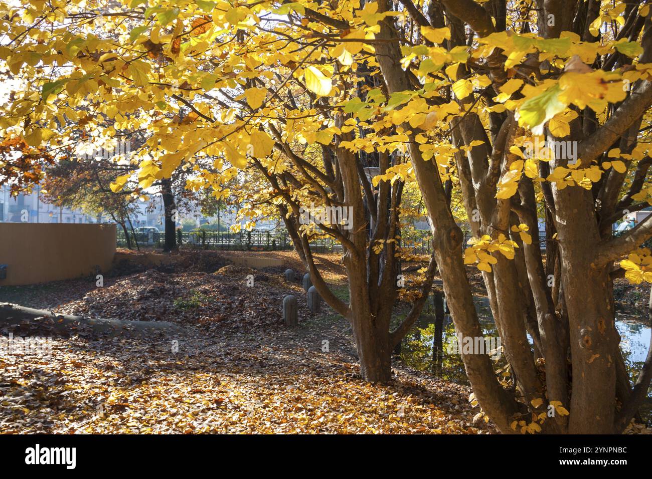 Il cambiamento di foglie sugli alberi nel periodo autunnale. Vigevano, Lombardia. Italia Foto Stock
