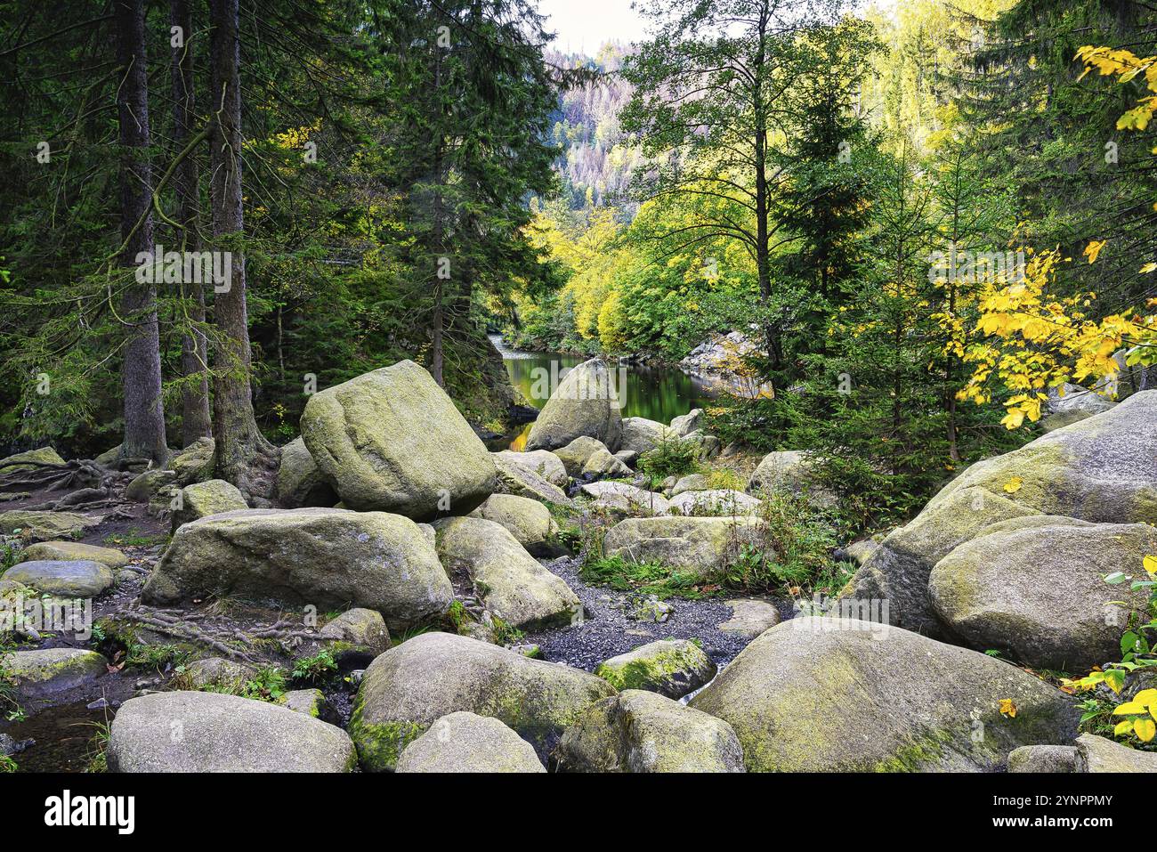 Un paesaggio autunnale con il fiume Oker e l'isola di Engagement nelle montagne Harz, Germania, Europa Foto Stock