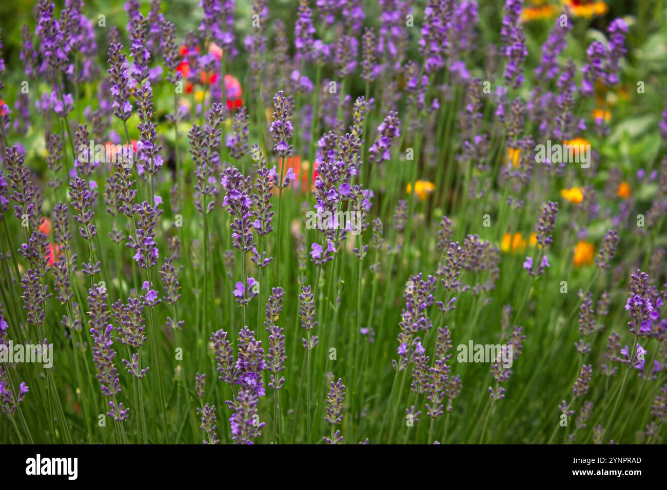 Primo piano di cespugli di lavanda. Macro campo lavanda. Prato in fiore. Fiori di lavanda che fioriscono in un campo. Sfondo naturale della stagione estiva. Foto Stock