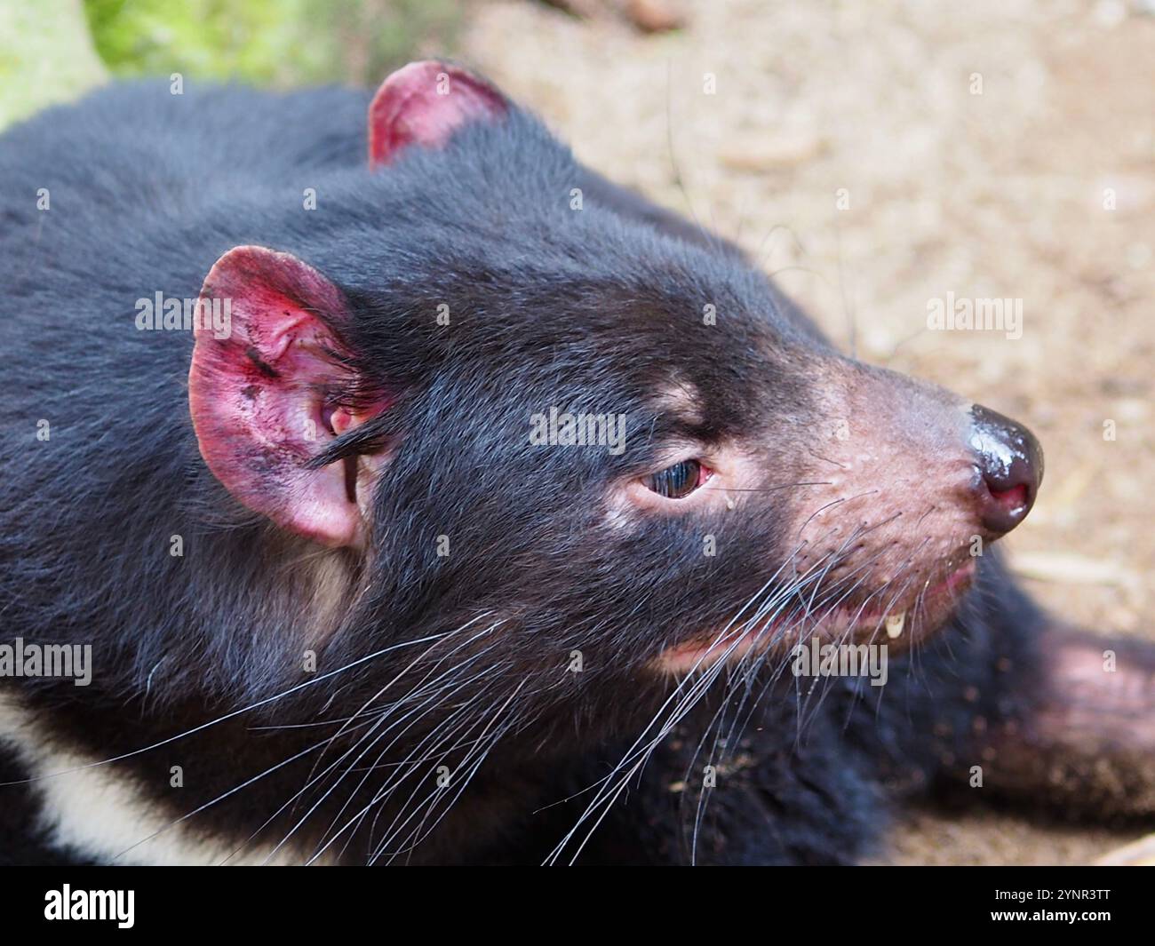Un ritratto ravvicinato di un distintivo Diavolo della Tasmania che riposa tranquillamente. Foto Stock