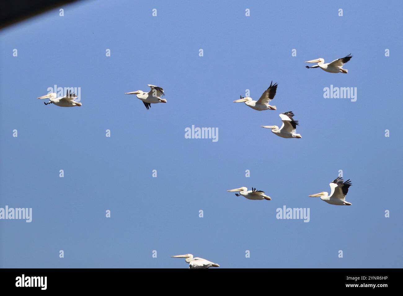 I pellicani sorvolano il Parco ecologico di Xochimilco, un'area naturale protetta degli Ejidos di Xochimilco e San Gregorio Atlapulco. Un terzo del parco i Foto Stock