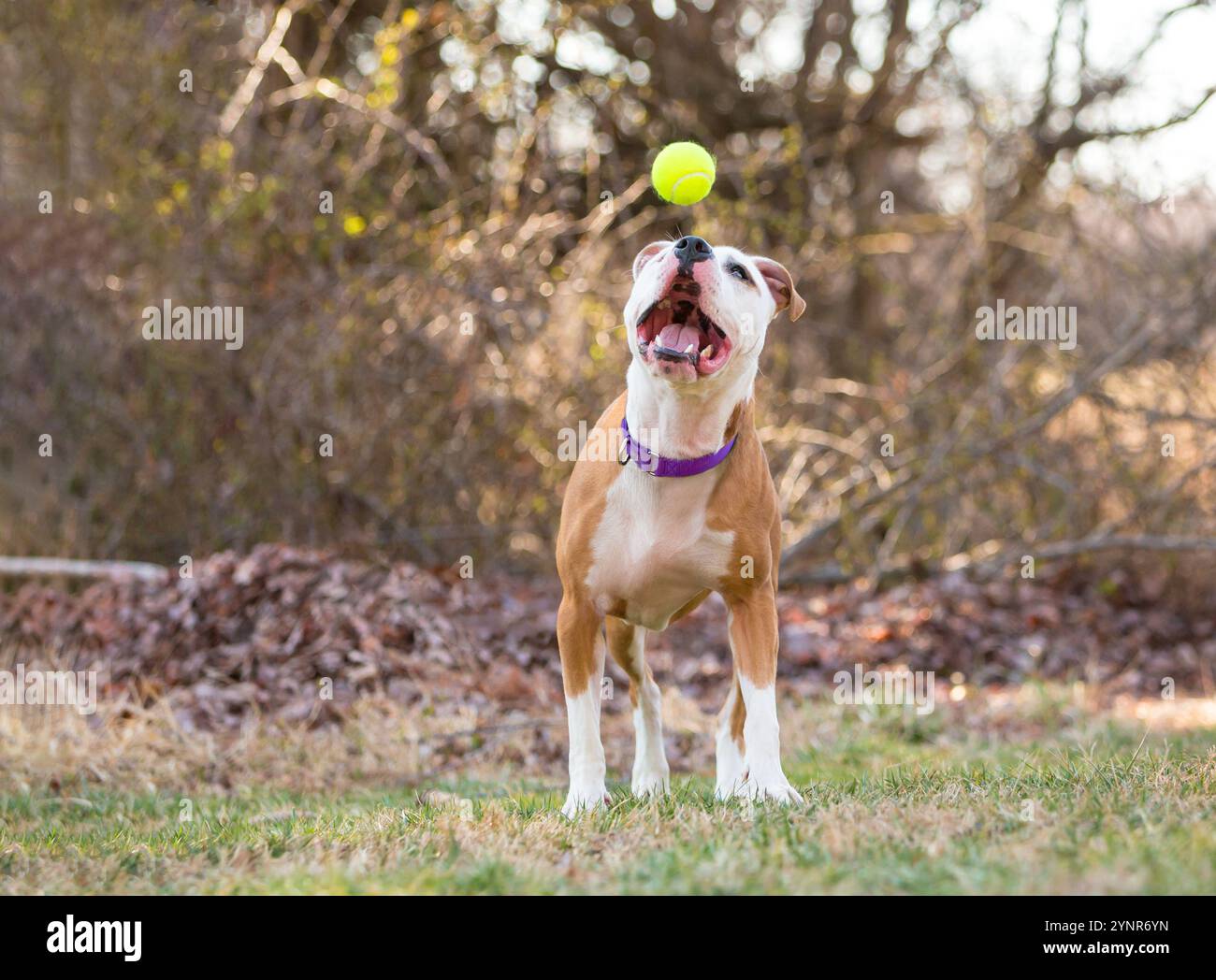 Un cane di razza mista Pit Bull Terrier marrone e bianco che apre la bocca per prendere una palla Foto Stock