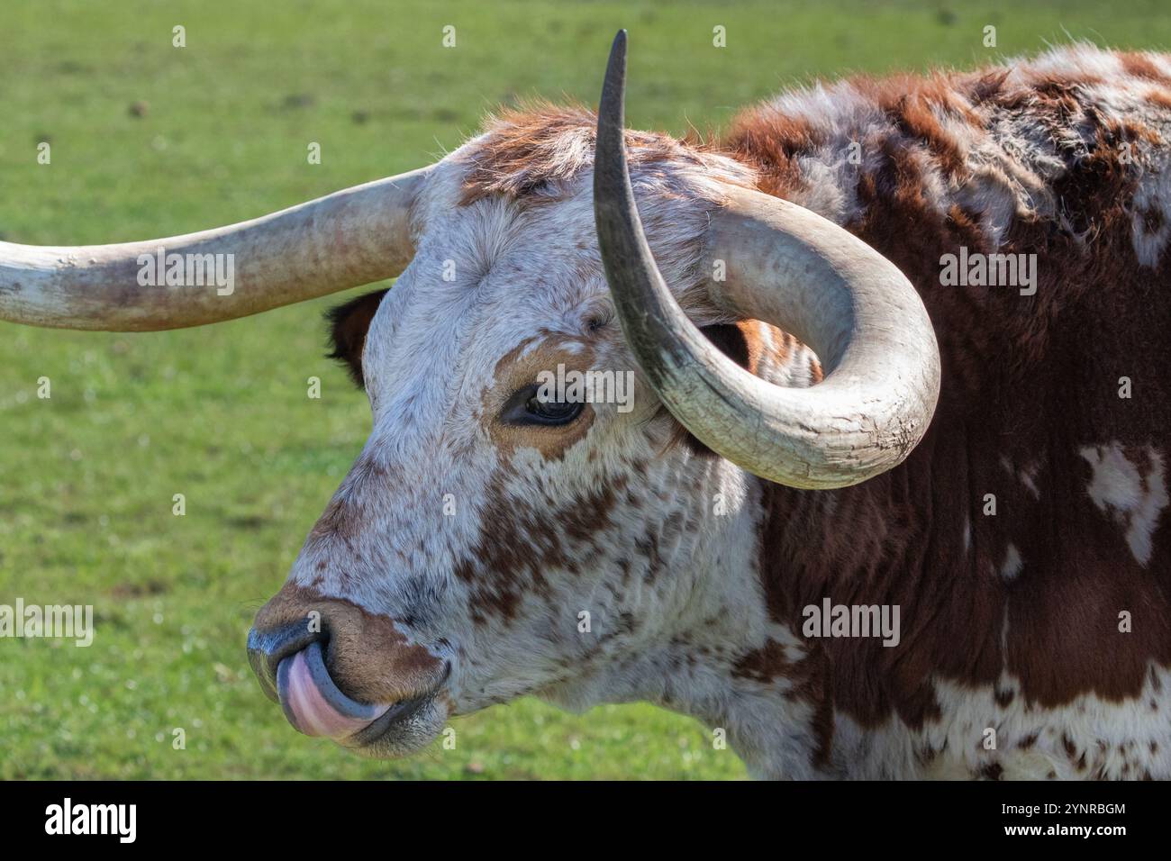 Ritratto ravvicinato di mucca longhorn del Texas, marrone e bianco macchiato. Lingua visibile. Pascolo verde sullo sfondo. Henrietta, Texas. Foto Stock
