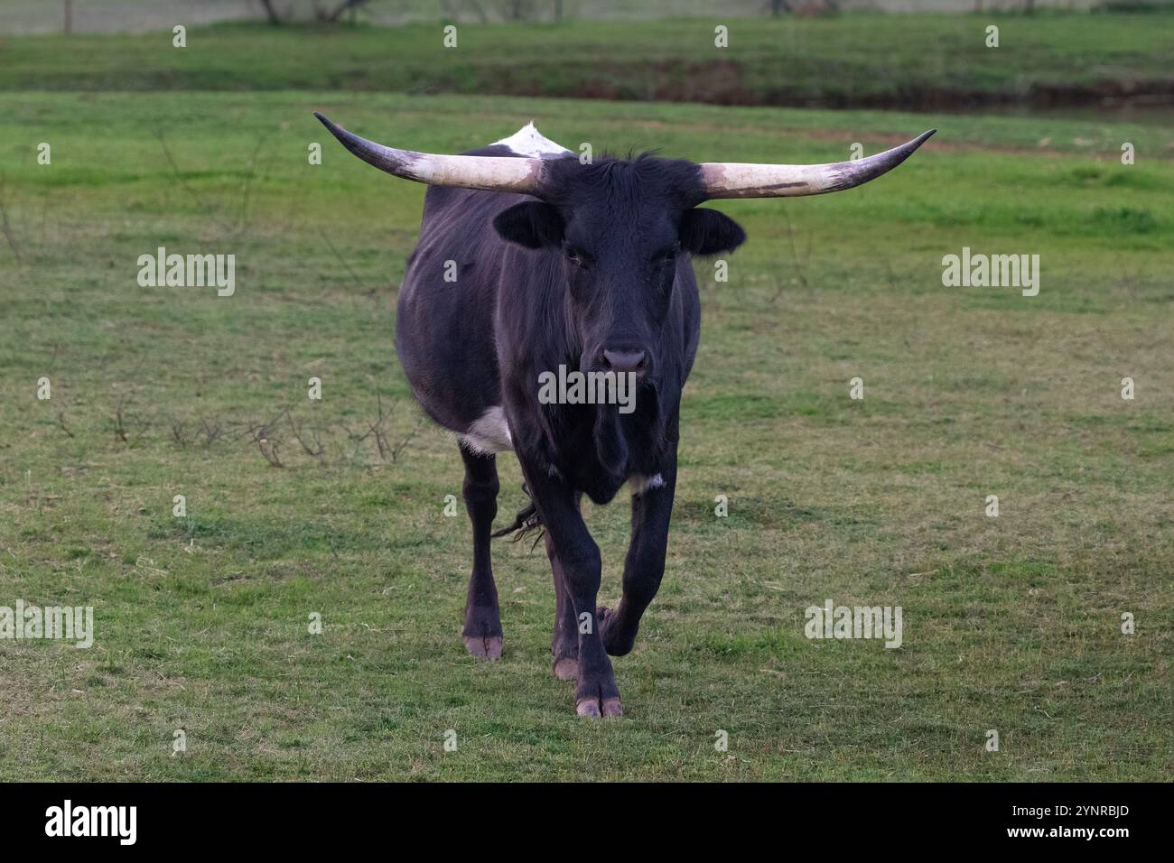 Black Texas Longhorn si dirige, cammina verso la telecamera attraverso il pascolo erboso di Henrietta, Texas. Foto Stock