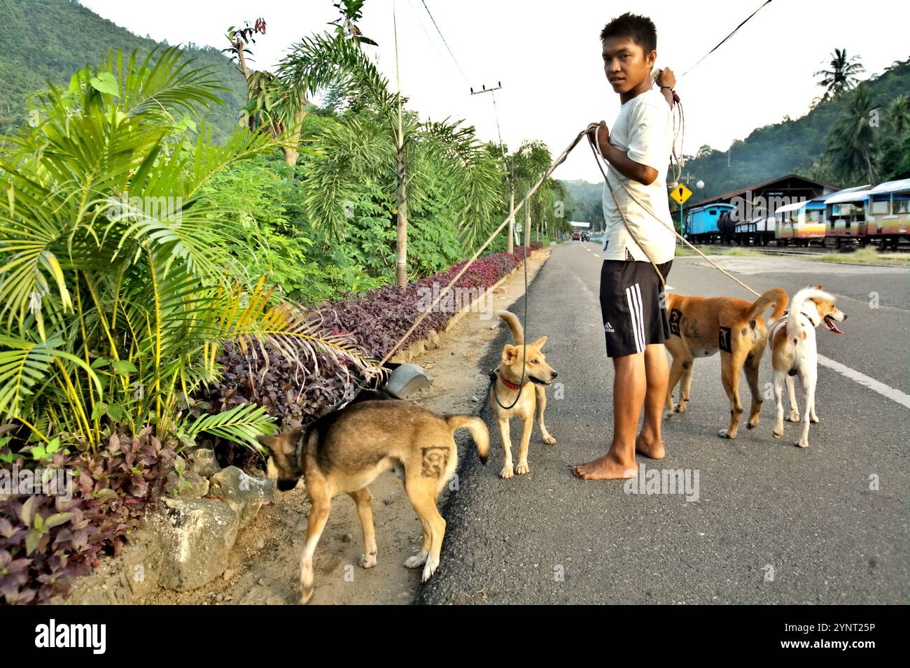 Ritratto di un giovane uomo con un pacco di cani da caccia a Sawahlunto, Sumatra Occidentale, Indonesia. Foto Stock Ritratto di un giovane uomo con un pacco di cani da caccia a Sawahlunto, Sumatra Occidentale, Indonesia. Foto Stock