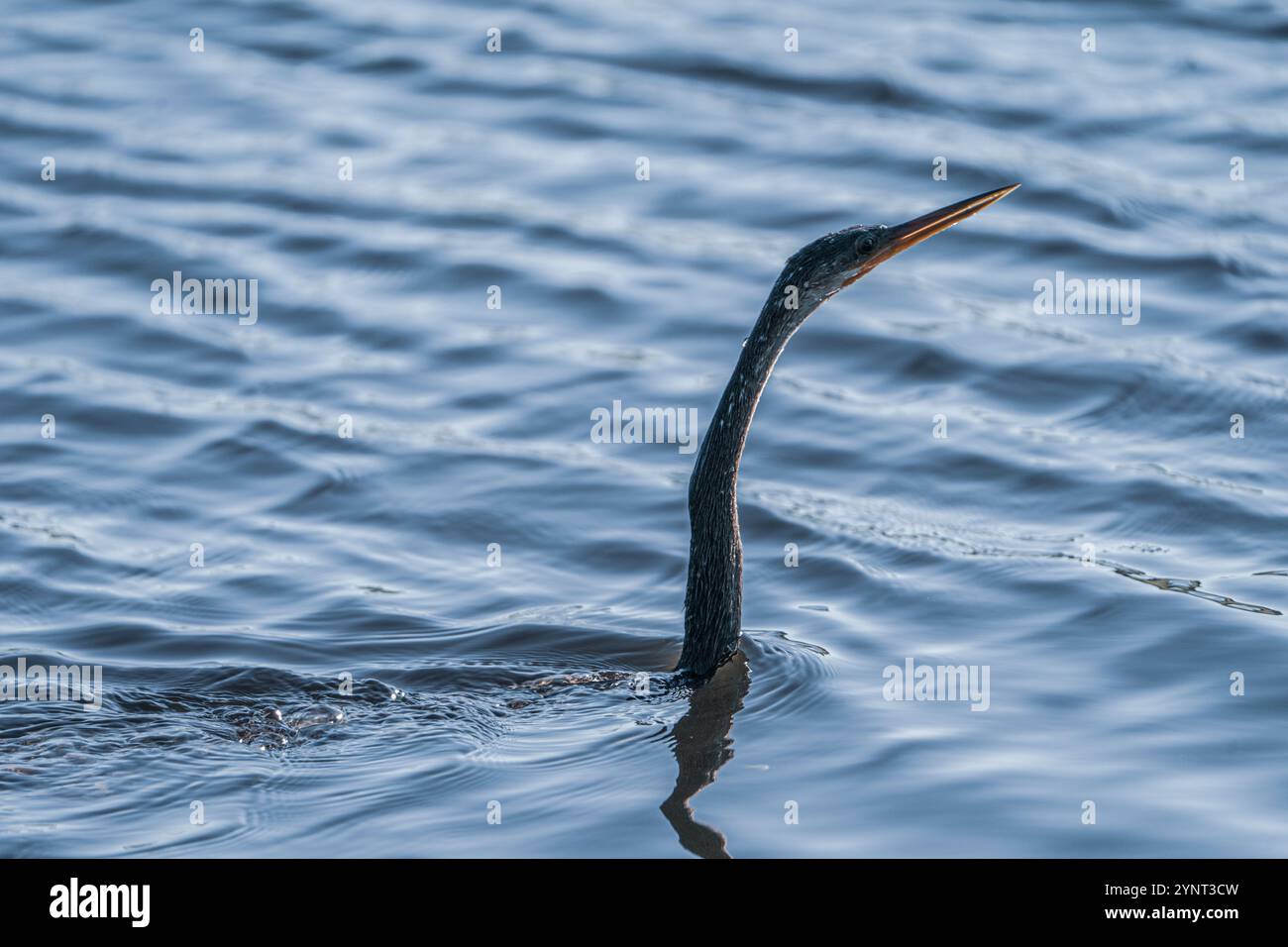 Uccello Anhinga che nuota in uno stagno. Preso in una giornata di sole a Tampa Bay, Florida. Foto Stock