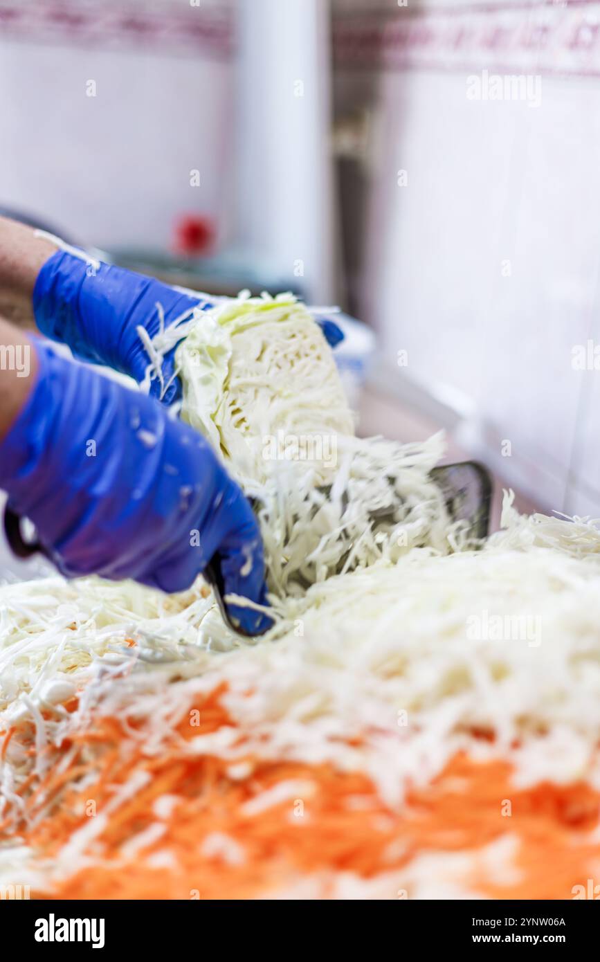 mani in guanti blu per tagliare il cavolo con lo speciale coltello per tritare i cavoli tagliato a doppia lama durante la preparazione dei crauti Foto Stock