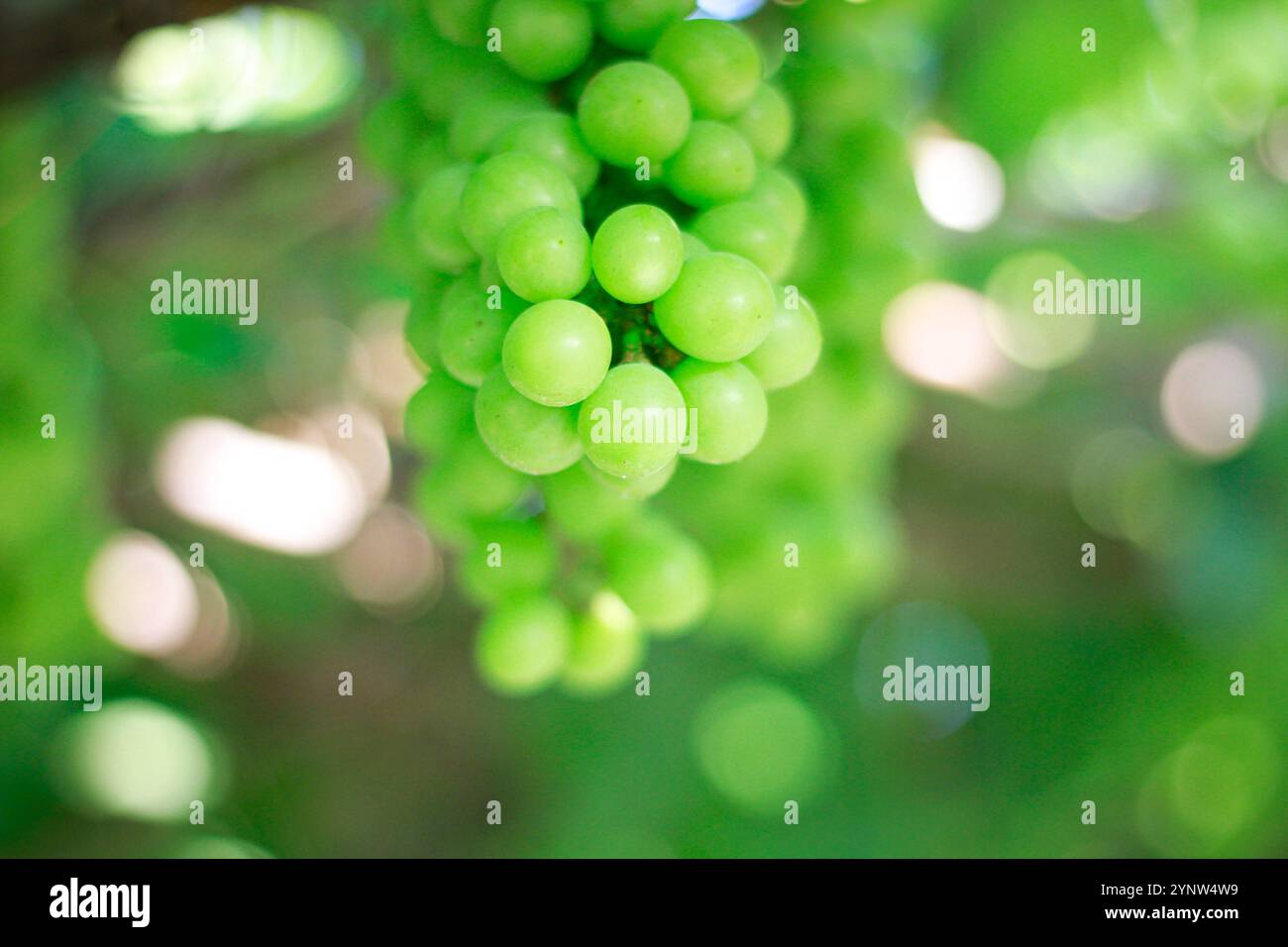 L'uva verde è un frutto dolce che cresce in grappoli. La frutta fa uno spuntino popolare, sia per il suo sapore dolce Foto Stock