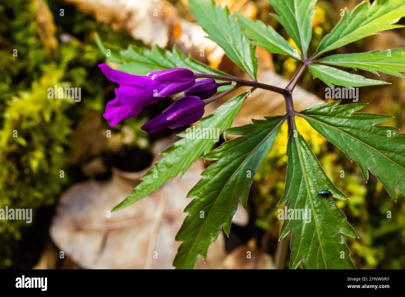 Dentaria glandulosa. Fiori viola nella foresta primaverile. Foto Stock