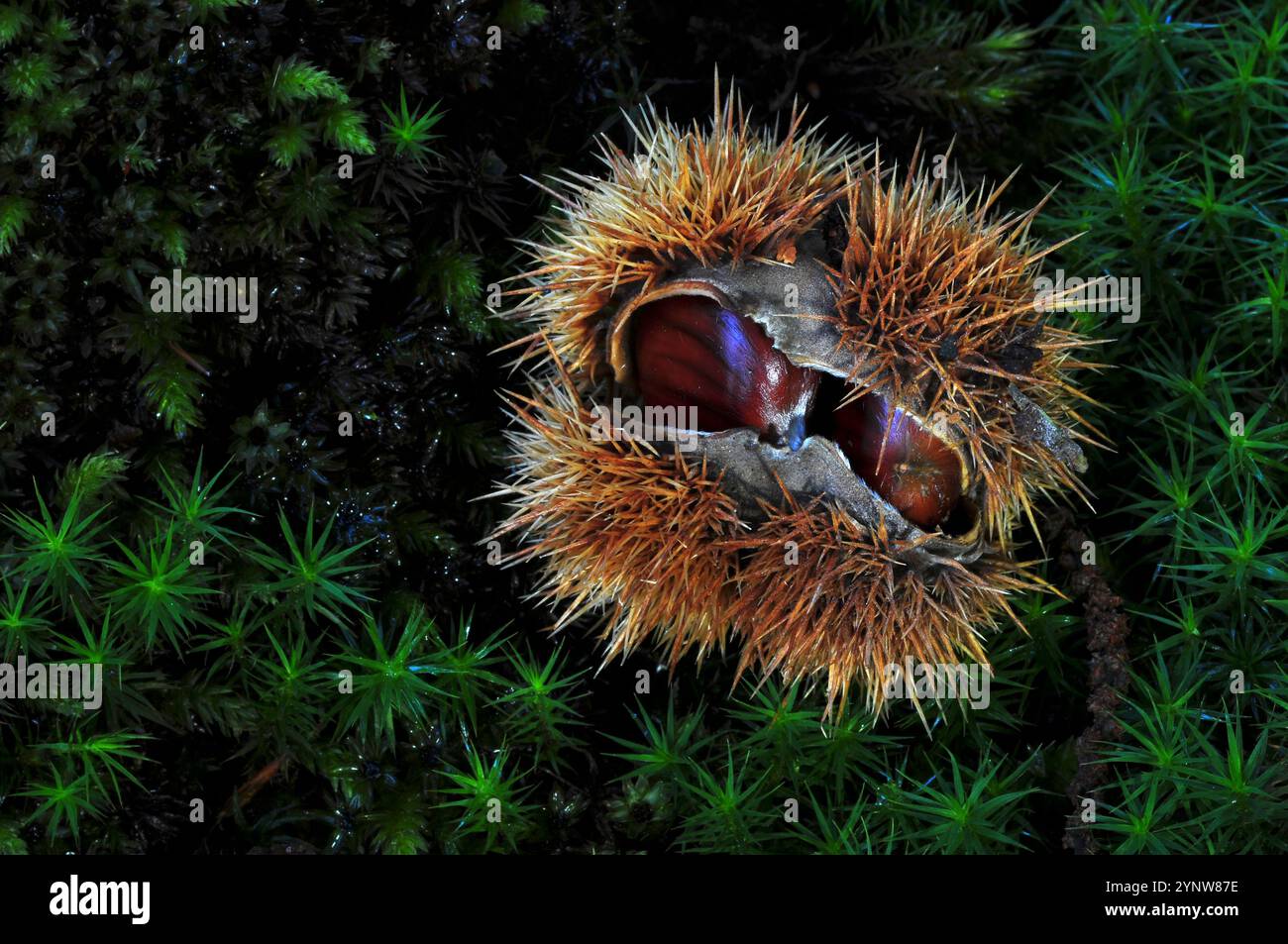 Sweet Chestnut frutti Foto Stock