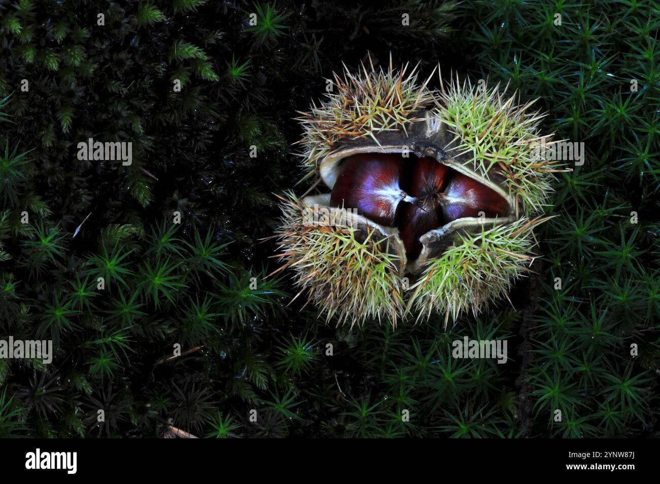 Sweet Chestnut frutti Foto Stock