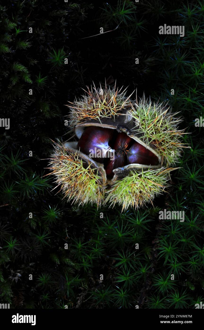 Sweet Chestnut frutti Foto Stock