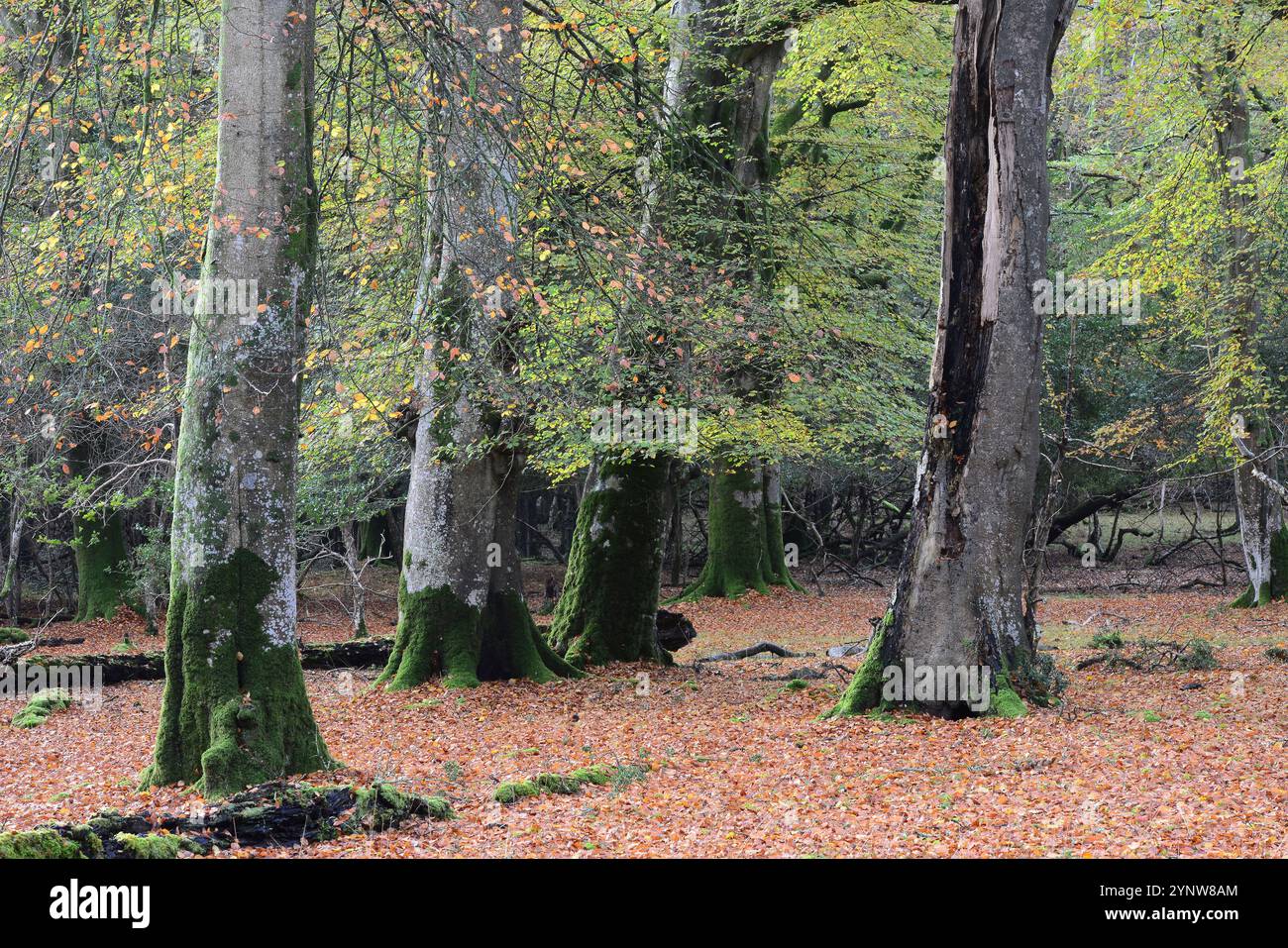 New Forest National Park Hampshire, Regno Unito Foto Stock