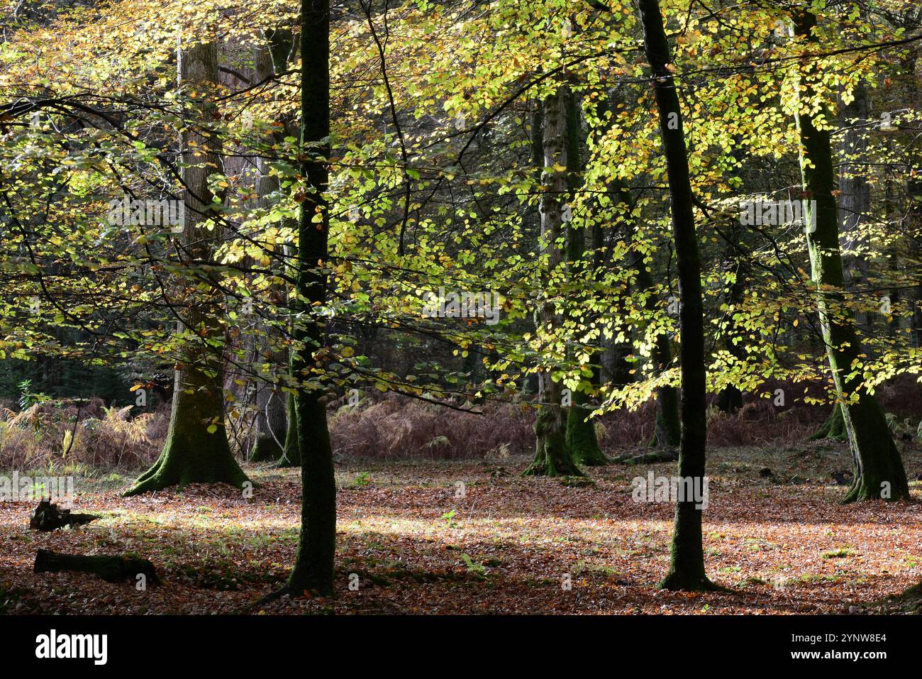 New Forest National Park Hampshire, Regno Unito Foto Stock