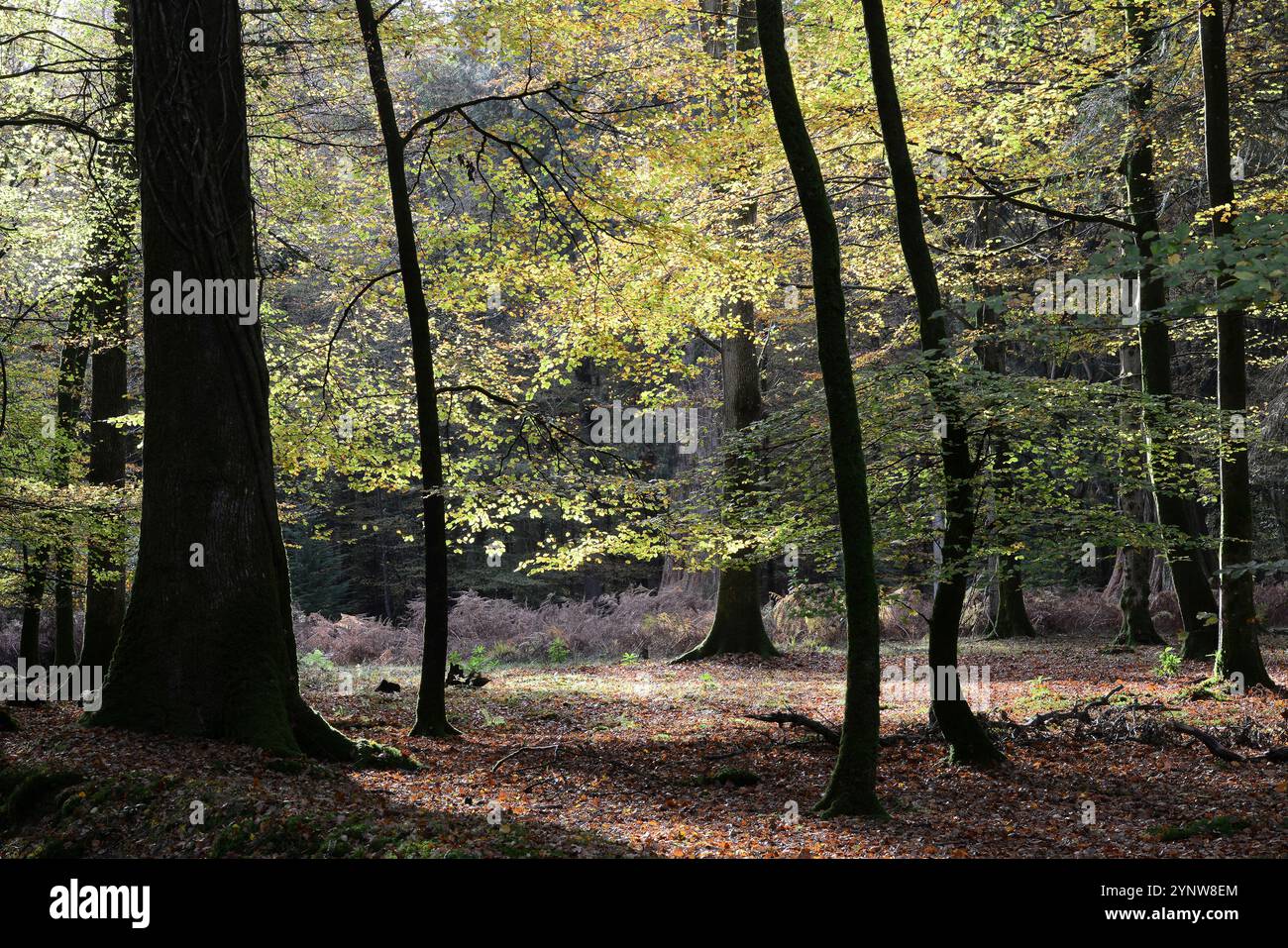 New Forest National Park Hampshire, Regno Unito Foto Stock