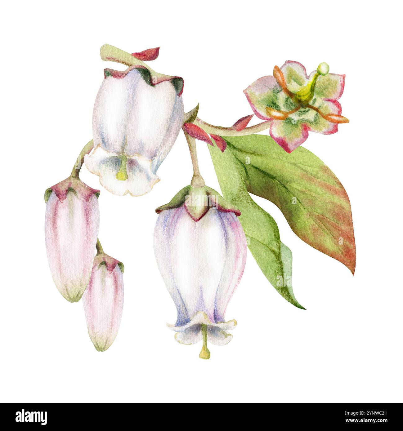 Fiore di campana rosa bianco mirtillo, bocciolo con foglie, disegnato a mano in acquerello, illustrazione botanica di fiori selvatici a infiorescenza. Foro isolato Foto Stock