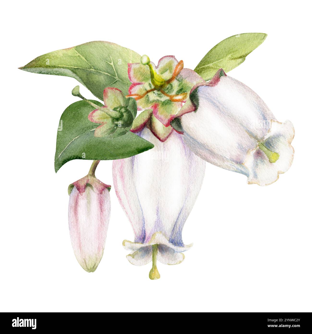 Fiore di campana e bocciolo bianco di mirtillo con foglie verdi, disegnato a mano con acquerello, illustrazione botanica di fiori selvatici a infiorescenza. Foro isolato Foto Stock