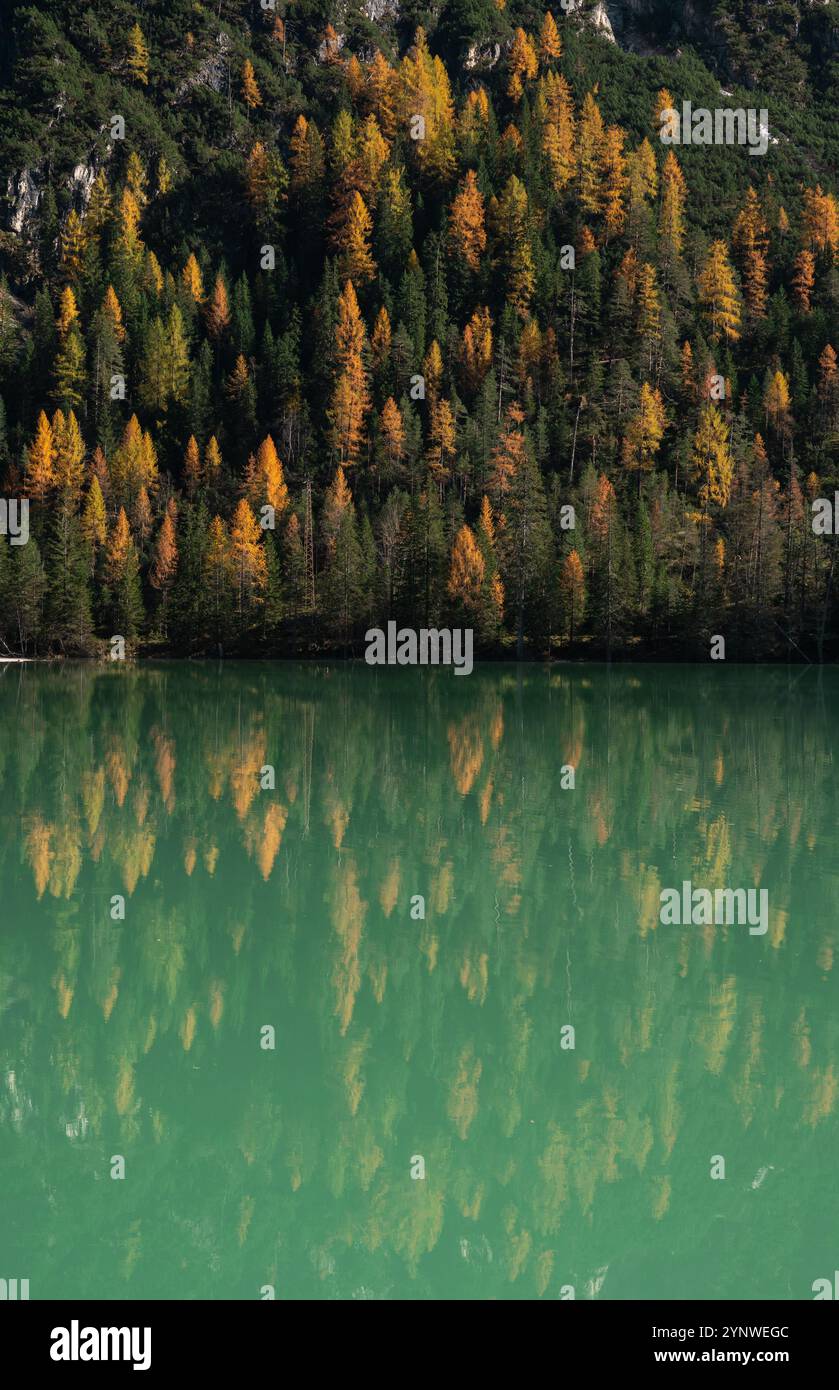 Foto verticale di una foresta mista di larici di pino e colori autunnali riflessi in acque turchesi profonde del Lago di Landro Foto Stock