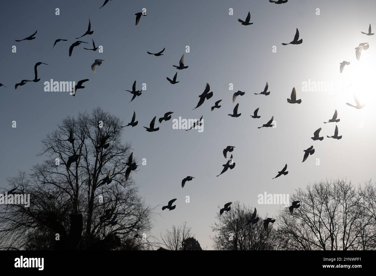 Piccioni selvatici in volo, Stratford-upon-Avon, Regno Unito Foto Stock