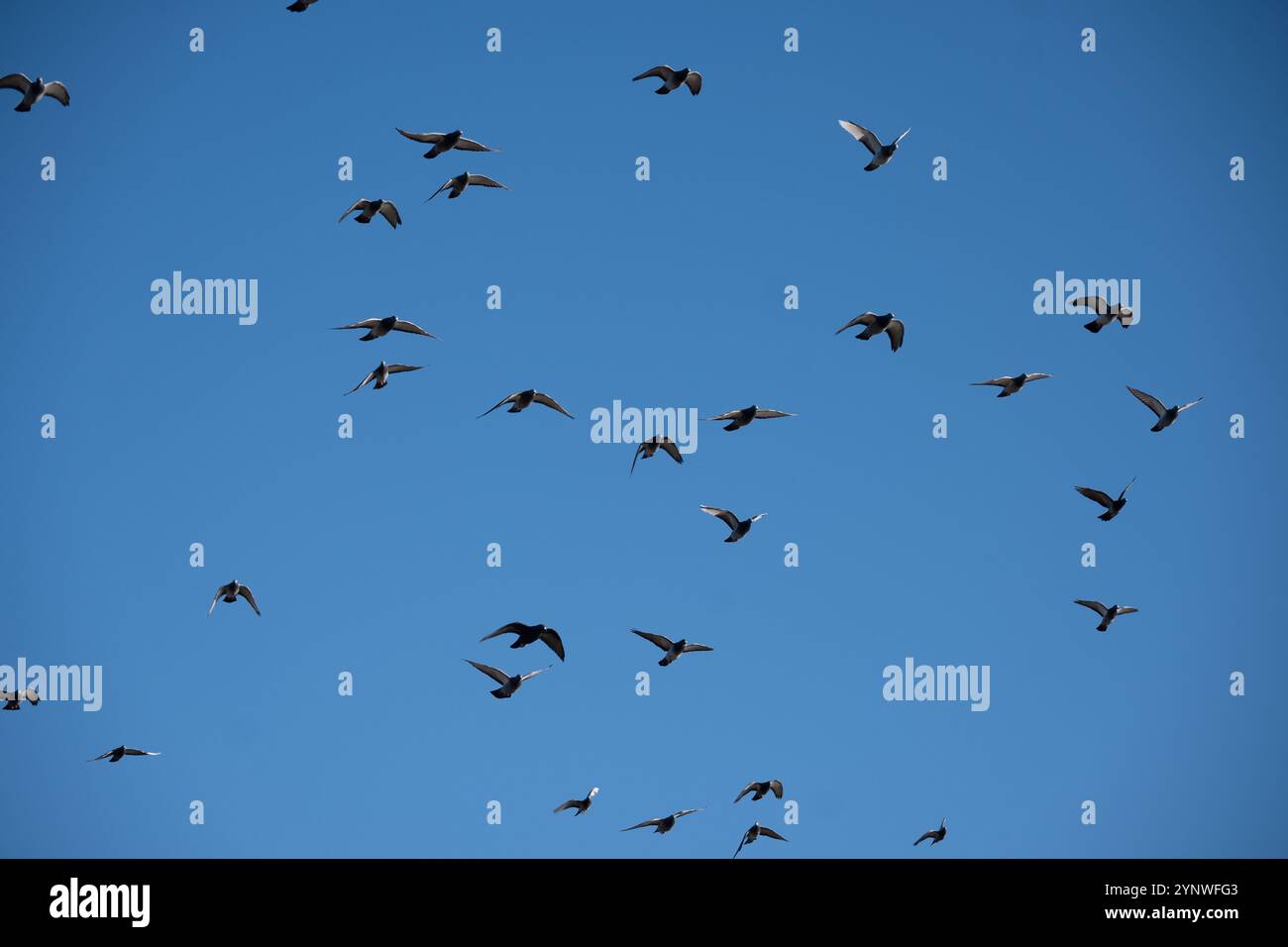 Piccioni selvatici in volo, Stratford-upon-Avon, Regno Unito Foto Stock