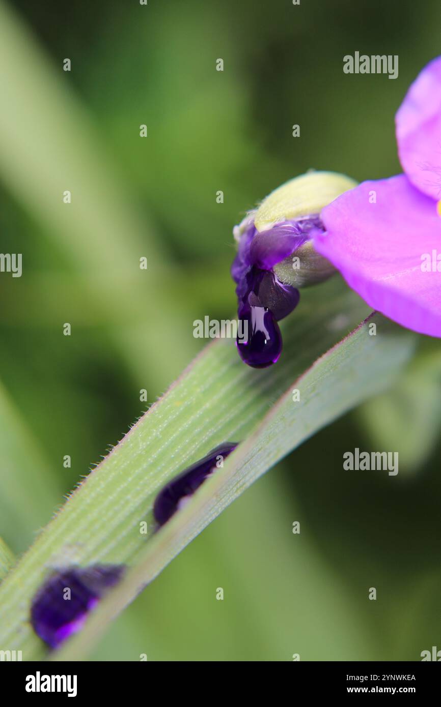 Gocciolatoio viola naturale appeso ai petali di fiore della pianta Foto Stock