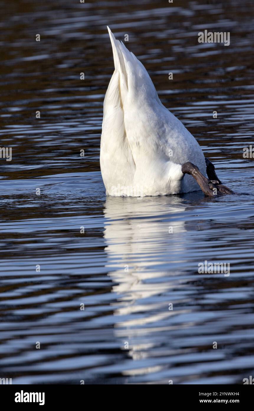 I cigni muti sono uccelli acquatici comuni che si trovano nelle zone urbane e nei corsi d'acqua rurali. Sono di grandi dimensioni e hanno caratteristiche distintive come l'up-ending per essere nutriti facilmente Foto Stock