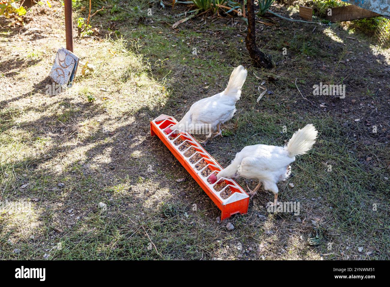 i polli raccolgono grani da un alimentatore di plastica nel cortile della casa del villaggio Foto Stock